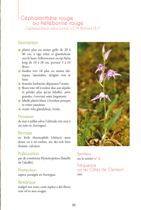 Les orchidées des Côtes de Clermont-Ferrand